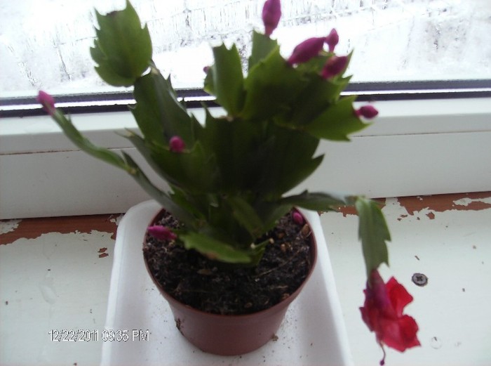 schlumbergera truncata_004 - schlumbergera 2011_2012