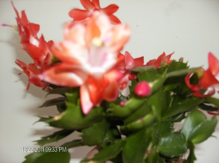 schlumbergera truncata_010 - schlumbergera 2011_2012