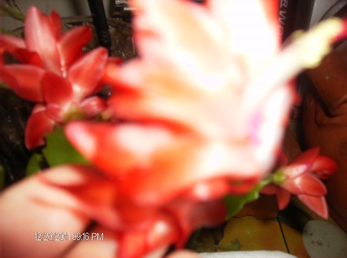 schlumbergera truncata_011 - schlumbergera 2011_2012