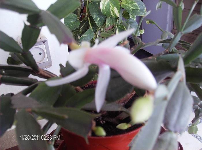 Christmas Cactus