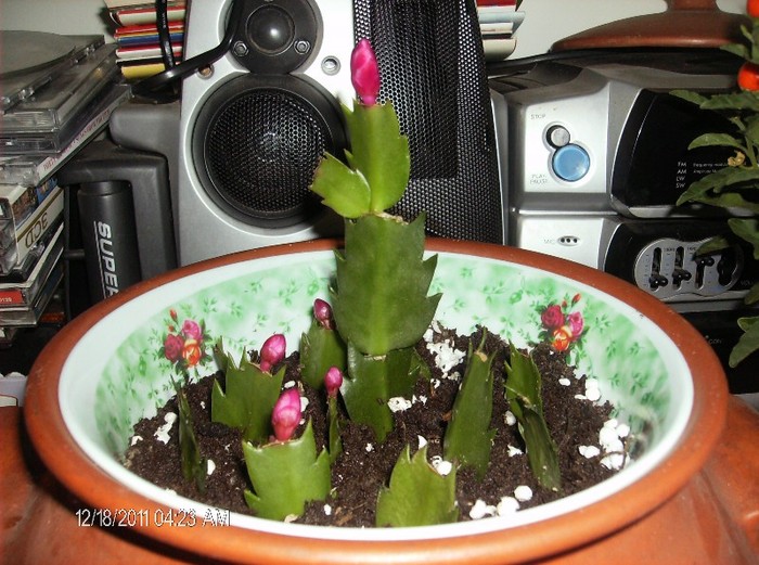 lastari pusi la inaradacinat - schlumbergera 2011_2012