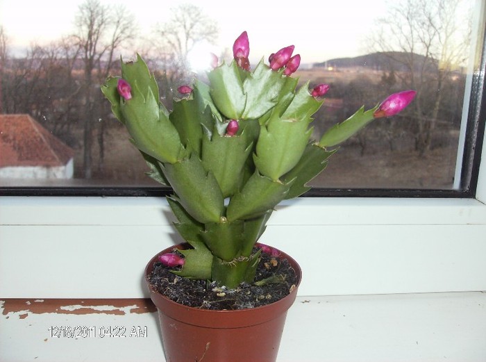 achizitie dec2011 - schlumbergera 2011_2012