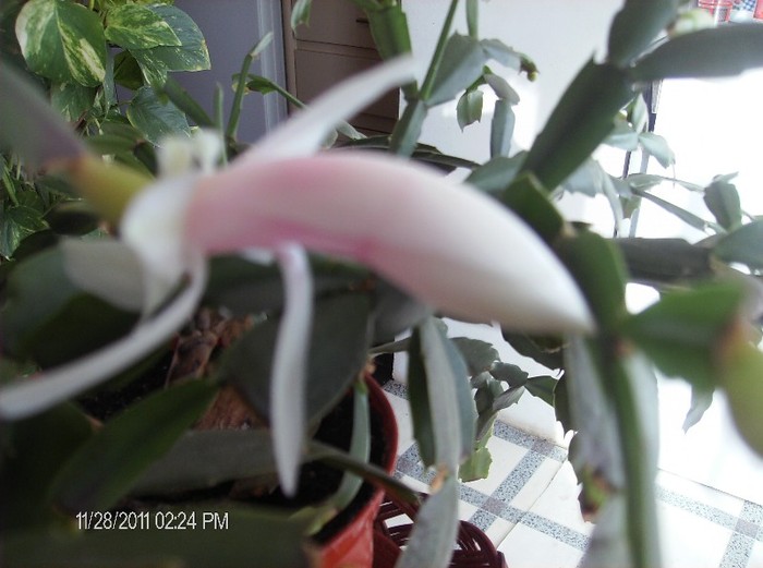 HPIM1551 - schlumbergera 2011_2012