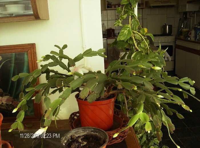 HPIM1549 - schlumbergera 2011_2012