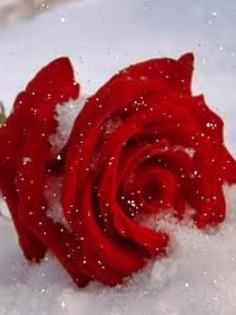 images (1)