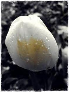 images (33)