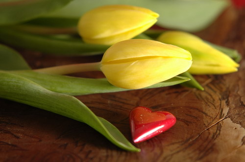 lalele-iubire-si-ciocolata