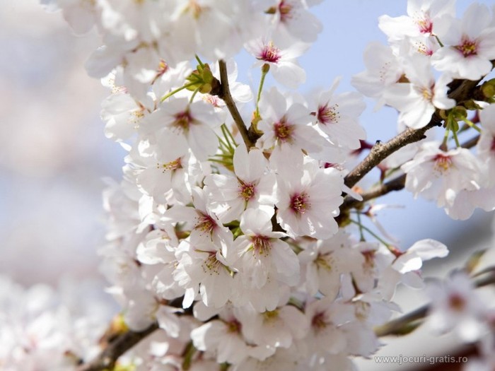 poom-inflorit-primavara_1024x768