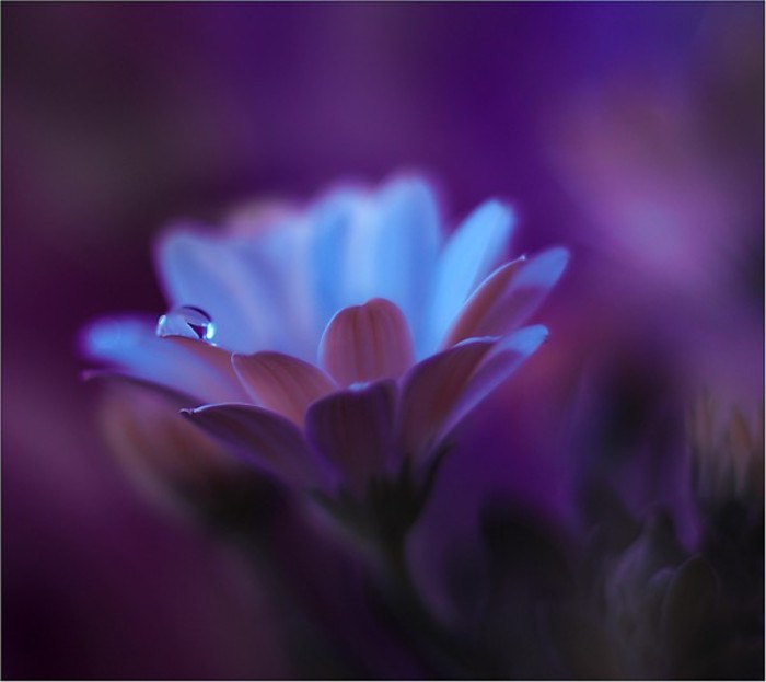 vmimgs191 - FLORI DE TOATE CULORILE