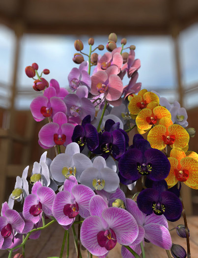 vmimgs817 - FLORI DE TOATE CULORILE