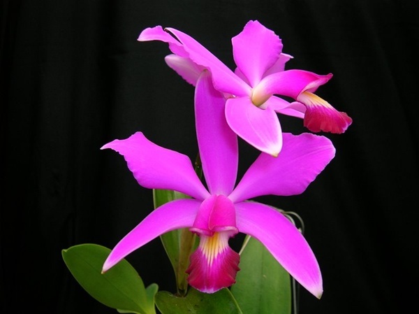 vmimgs1223 - FLORI DE TOATE CULORILE