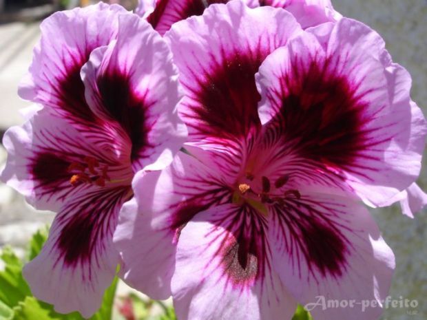 vmimgs1345 - FLORI DE TOATE CULORILE