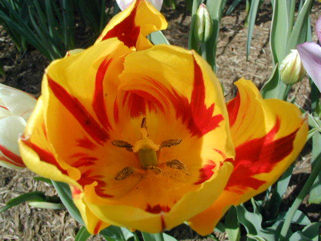 vmimgs1669 - FLORI DE TOATE CULORILE