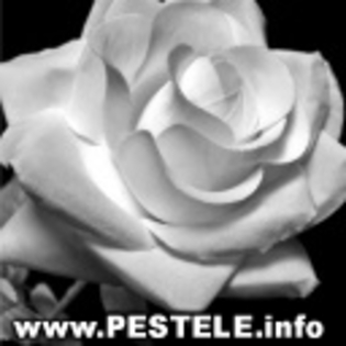 avatare poze trandafiri imagini cu cei mai frumosi trandafiri poze cu trandafiri rozi poze trandafir