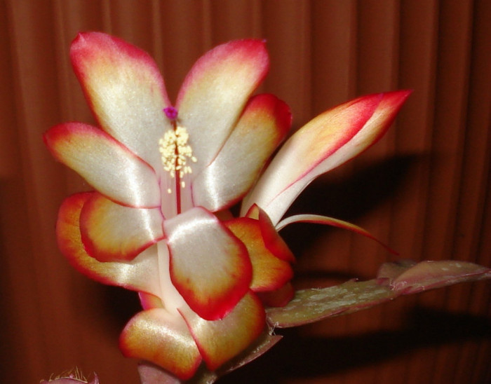 2010 - Craciunel - Schlumbergera