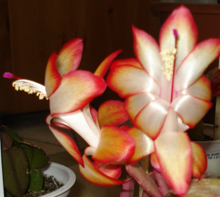 2010 - Craciunel - Schlumbergera