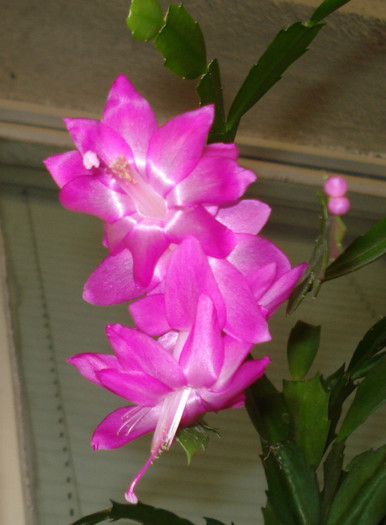 2011 - Craciunel - Schlumbergera