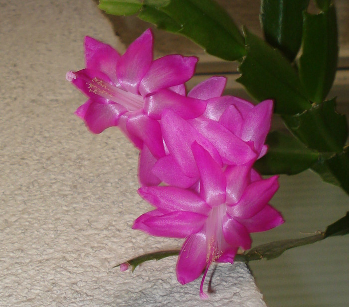 2011 - Craciunel - Schlumbergera