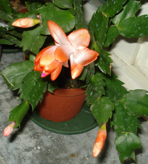 2011 - Craciunel - Schlumbergera