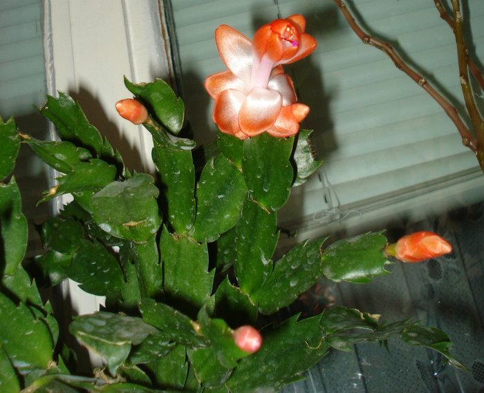 2011 - Craciunel - Schlumbergera