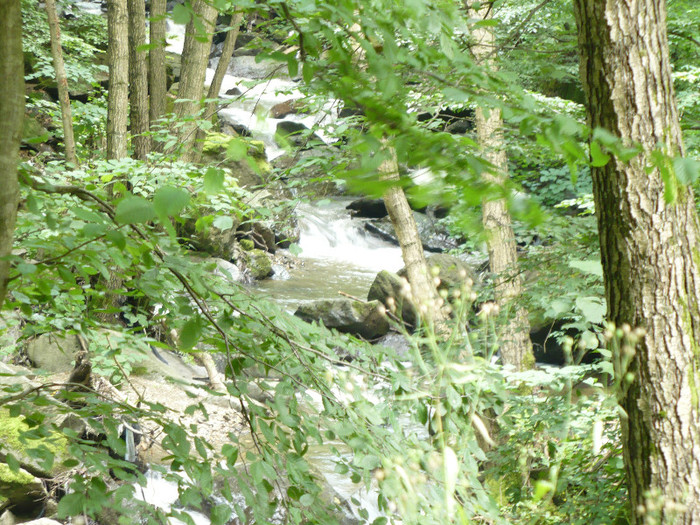 Padurea Neagra imprejurimi 008