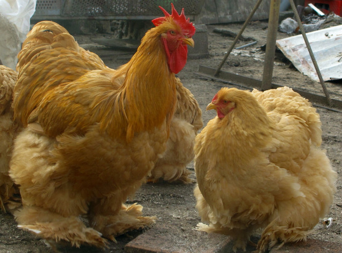 couple buff - Cochinchina galben