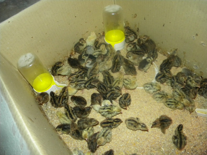 maternitate-pui 1 zi - prepelite