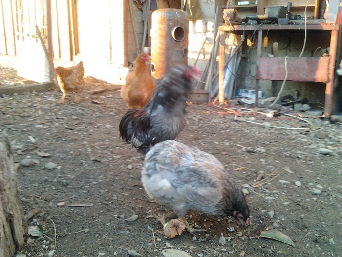 2011-12-18 16.14.26 - araucana