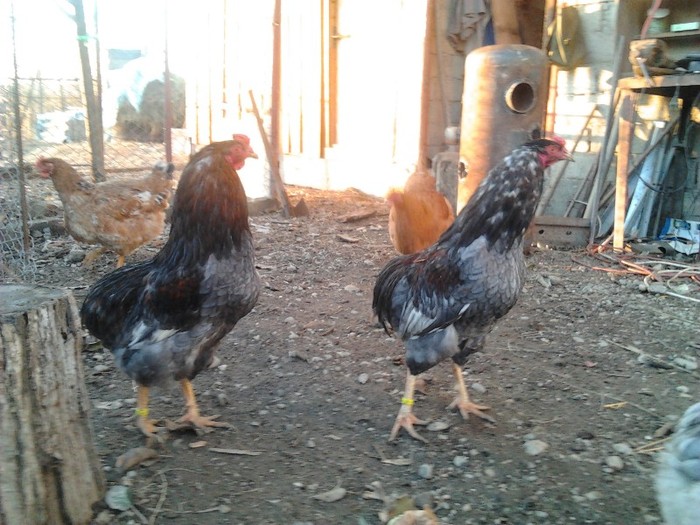 2011-12-18 16.14.35 - araucana