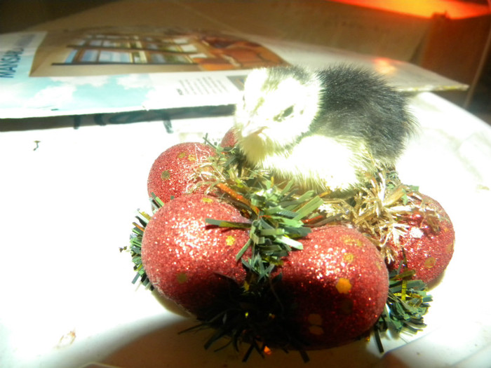 DSCN1186 - prepelite