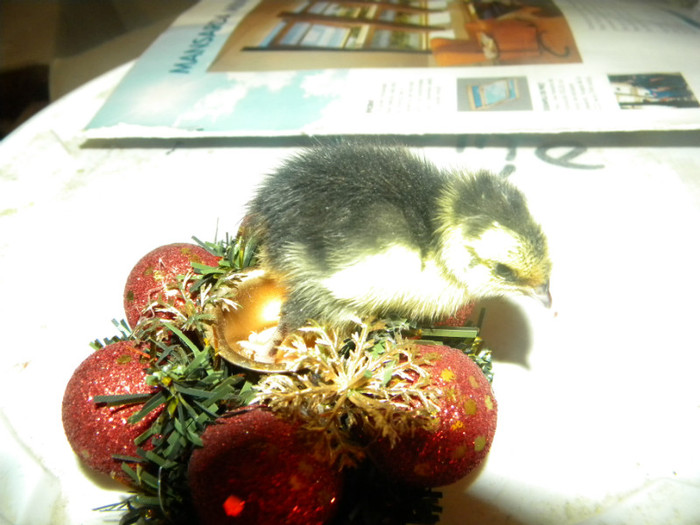 DSCN1189 - prepelite