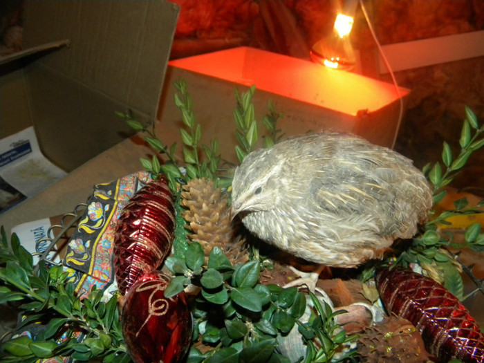 DSCN1206 - prepelite