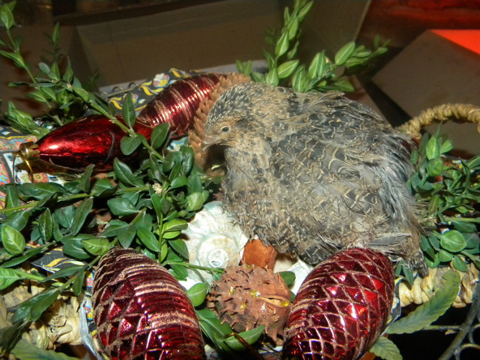 DSCN1211 - prepelite