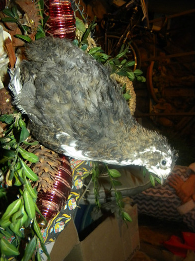 DSCN1217 - prepelite