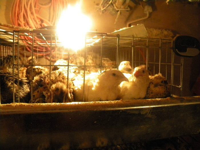 DSCN1226 - prepelite