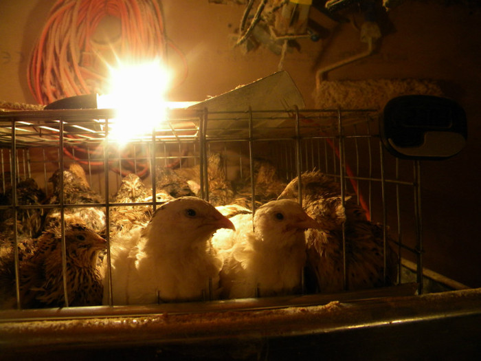 DSCN1227 - prepelite