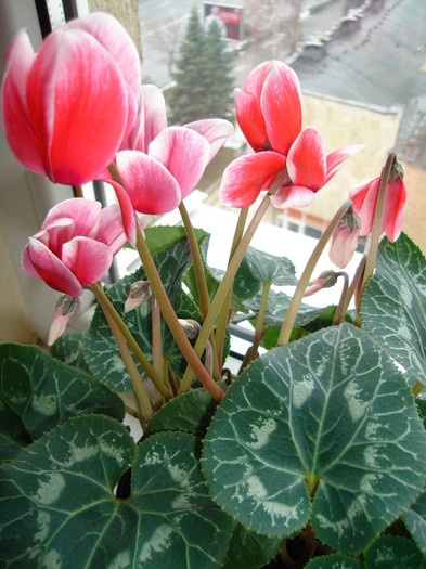 DSC08234 - Cyclamen