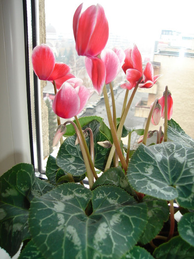 DSC08233 - Cyclamen