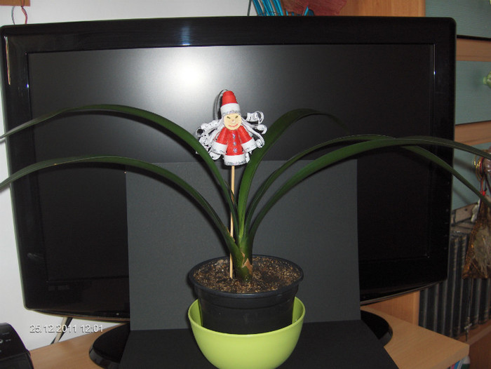 Lienuta...gatita de sarbatoare...; Clivia ,daruita de LIA (CORNELIA NASTAC}
