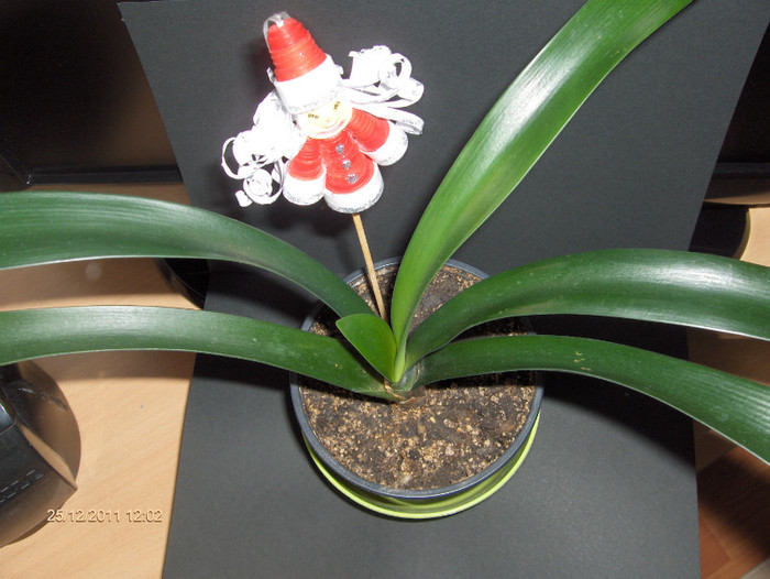 Lienuta...gatita de sarbatoare...; Clivia ,daruita de LIA (CORNELIA NASTAC}
