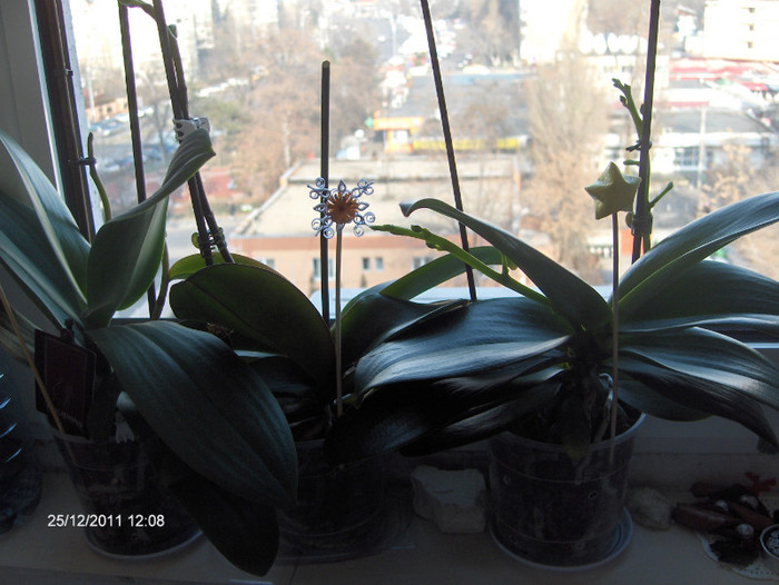 gatite de sarbatoare... - ORHIDEE  2010-  2011-si 2012