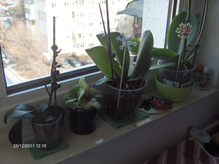 gatite de sarbatoare...