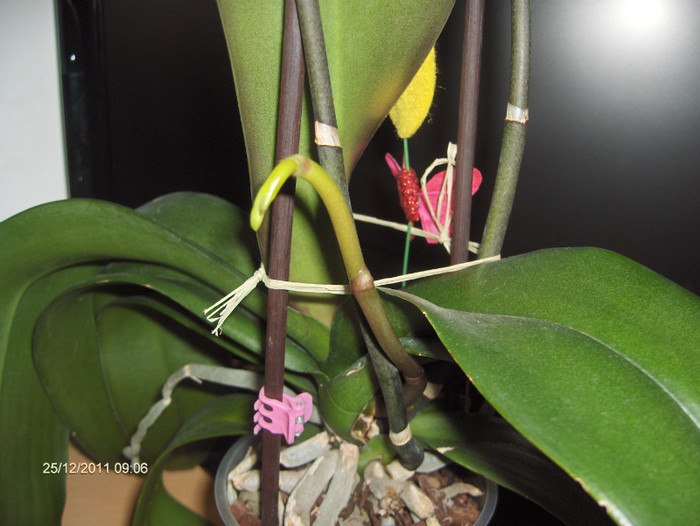 BOTOASA -tija noua...