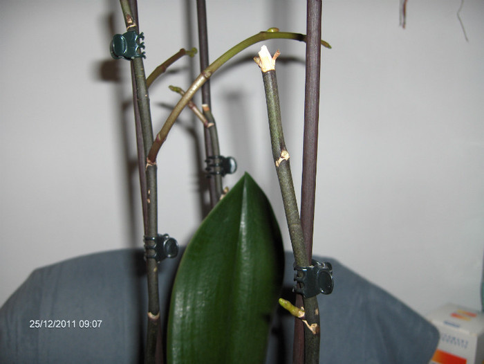 cele trei tije vechi care reinfloresc...