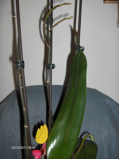 Are trei tije vechi si una noua...