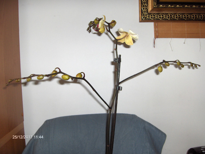 adusa de MOS CRACIUN...	:))