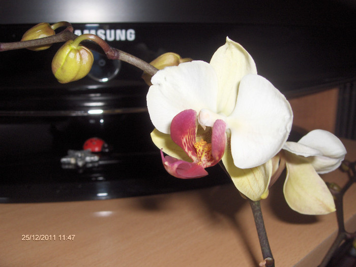 adusa de MOS CRACIUN... :))