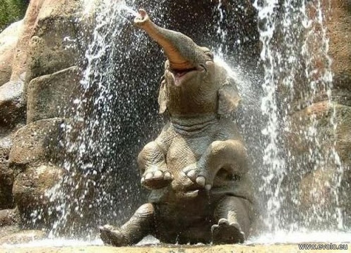 Elefant_fericit - animale haioase rau de tot