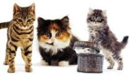 46959562_NXPEZWMJD - Animalele Preferate