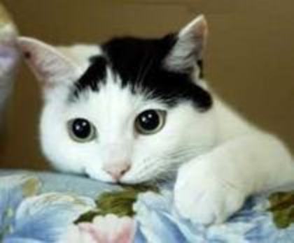 46959563_FCHBIWMRD - Animalele Preferate